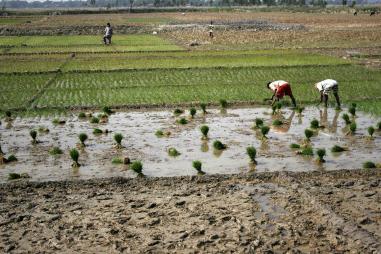 Between 2013-14 & 2016-17, rabi foodgrain output likely to drop by 1 million tonne