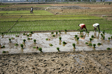 Vast gaps in Irrigation potential & utilization