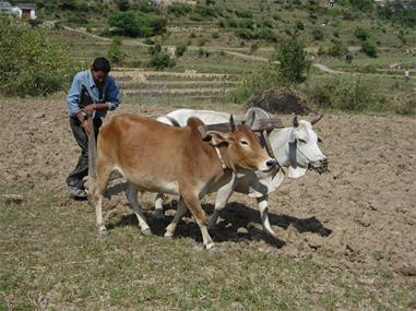 किसानों की आमदनी में सालाना बढ़वार सिर्फ 5.6 फीसद- नाबार्ड की नई रिपोर्ट