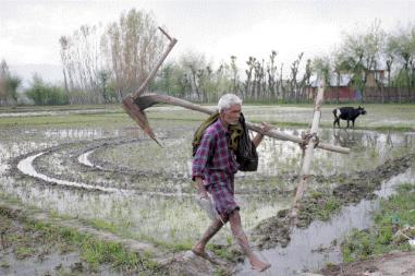 Farmers' prospect destroyed by erratic rains