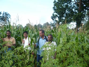 कमार आदिवासियों की देसी खेती-- बाबा मायाराम