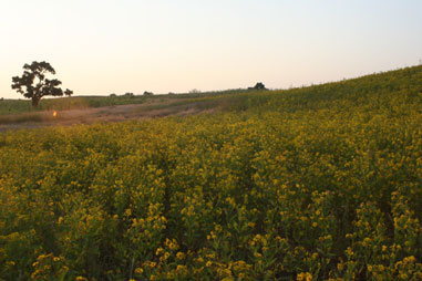 Where are Punjab's famous Small farmers?