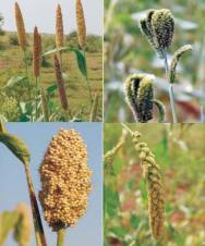 Fight malnutrition by growing millets