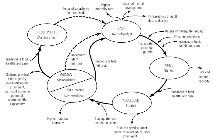 life cycle nutrition